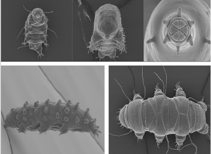 Tardigrades in extreme environments