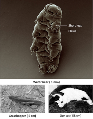 Water bear Size Comparison